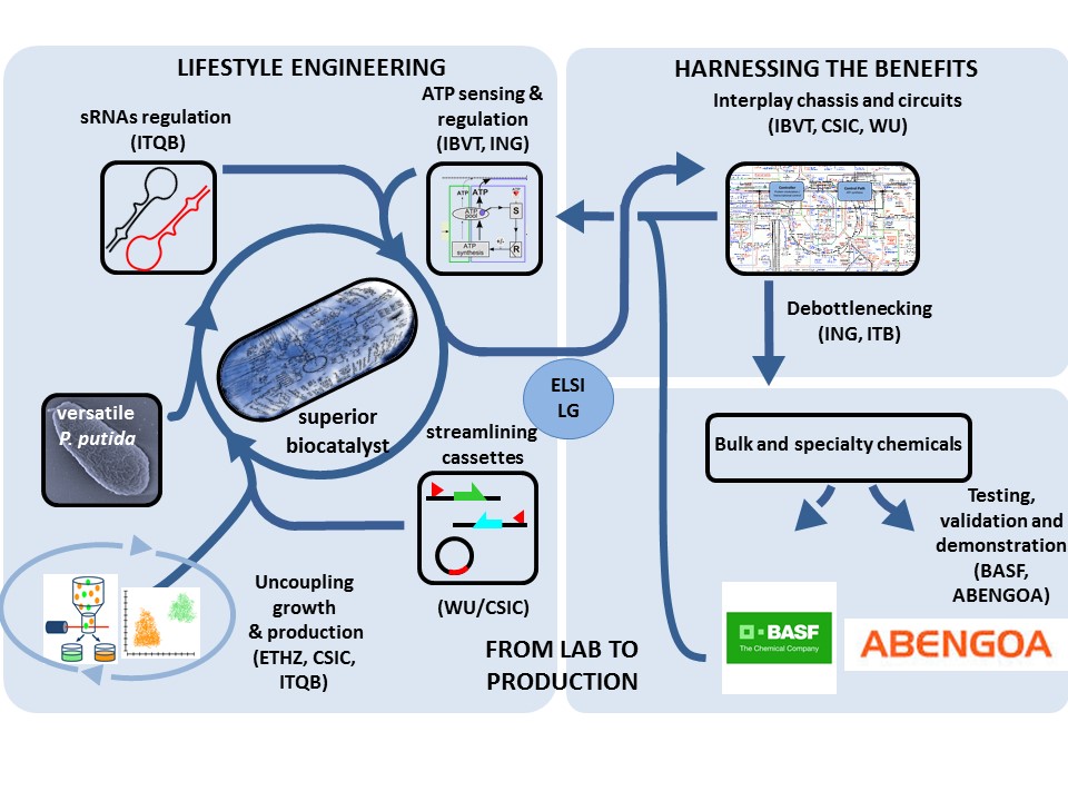 Workflow EMPowerPutida public vitor amendment BASF